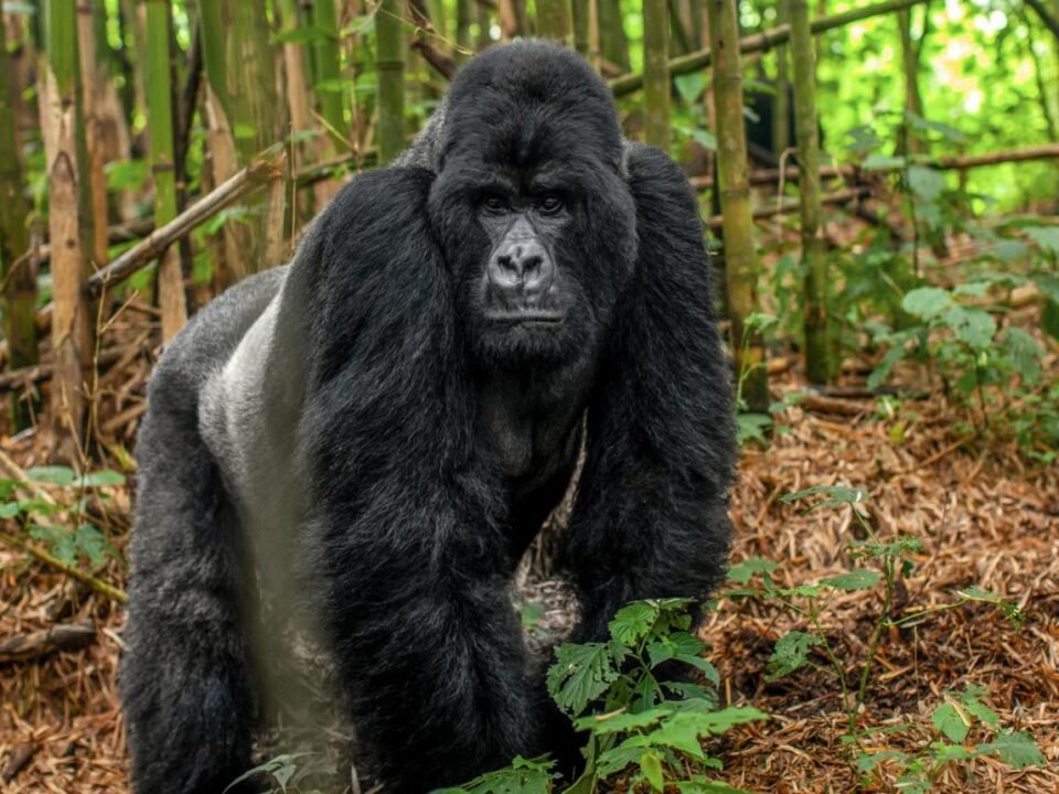 Rwanda gorilla trekking solo experience with a mountain gorilla in Volcanoes National Park.