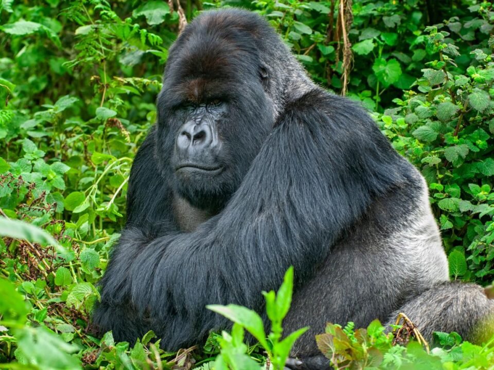 Rwanda gorilla treks featuring a mountain gorilla silverback in Volcanoes National Park
