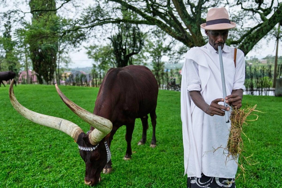 Traditional long-horned Inyambo cattle at King's Palace Museum in Nyanza, Rwanda.