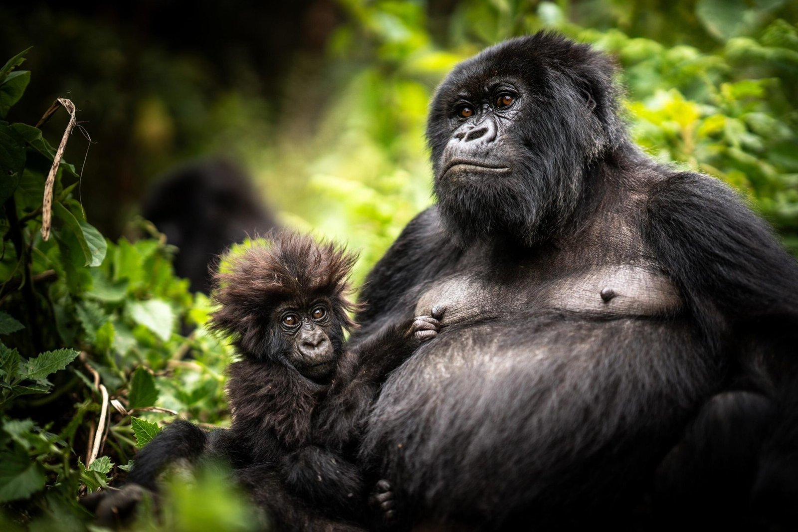Mother mountain gorilla with her baby in Volcanoes National Park, Rwanda.