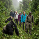 Rwanda safari tipping: lead guide and trackers walking visitors through the forest in Volcanoes National Park