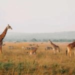 Rwanda safari without gorilla trekking featuring elephants in Akagera National Park.