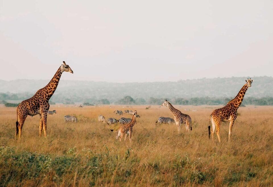 Rwanda safari without gorilla trekking featuring elephants in Akagera National Park.