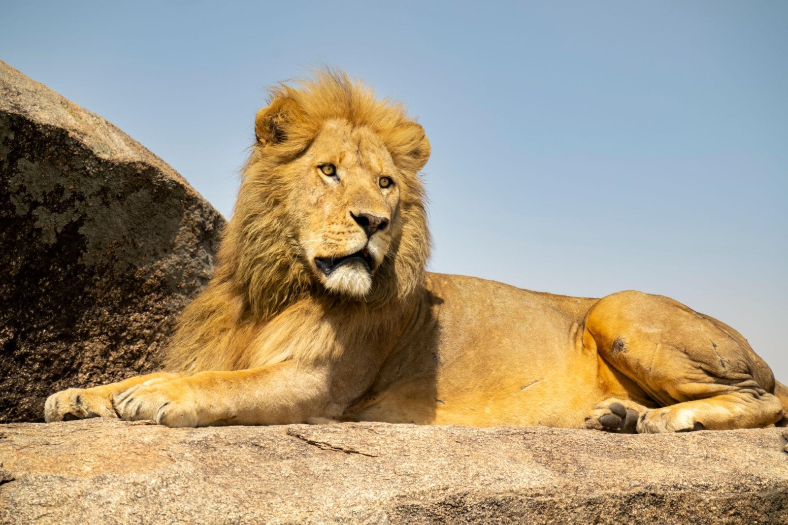 African lion resting in Serengeti National Park during a Tanzania wildlife safari.
