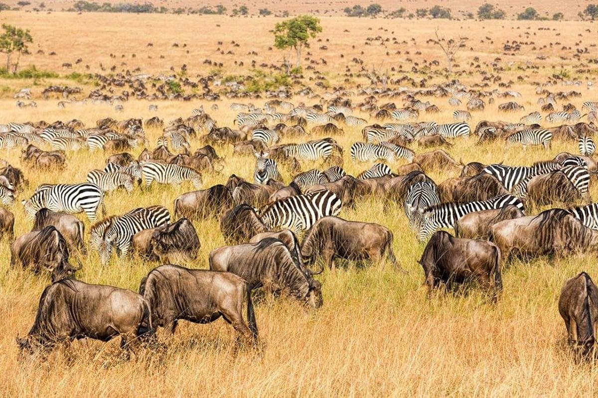 Thousands of wildebeests migrating across the open grasslands of Serengeti National Park in Tanzania.