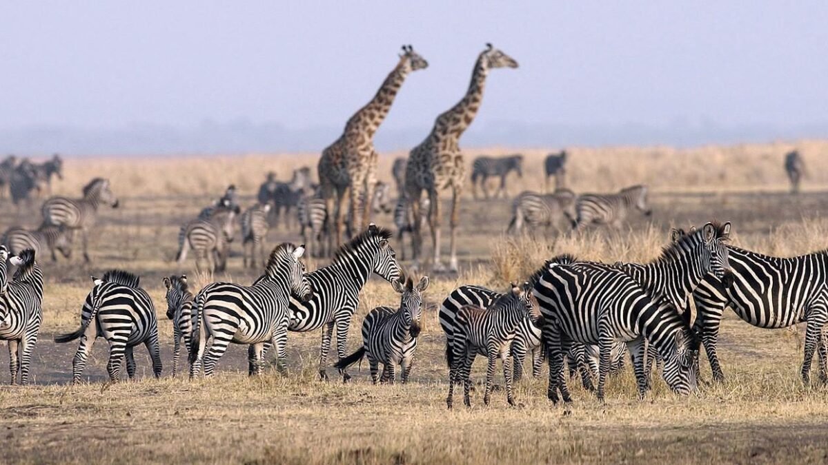Serengeti safari without crossings featuring zebras and giraffes on open plains