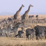 Serengeti safari without crossings featuring zebras and giraffes on open plains
