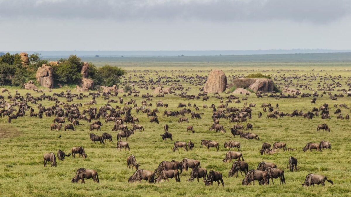 Tanzania festive season safari with wildebeest on the green Serengeti plains