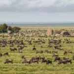 Tanzania festive season safari with wildebeest on the green Serengeti plains