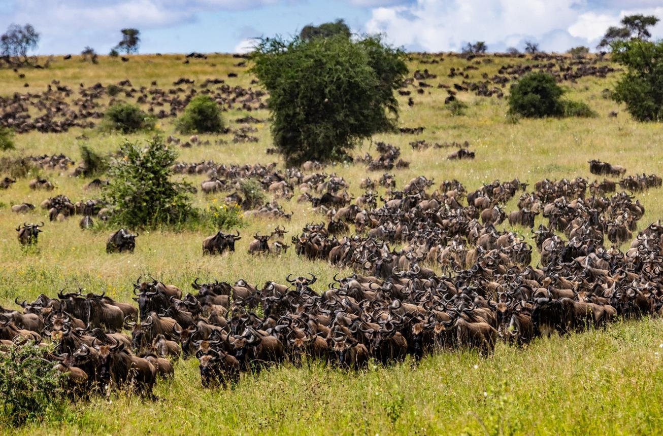 Wildebeest herds and African wildlife in Serengeti National Park Tanzania.