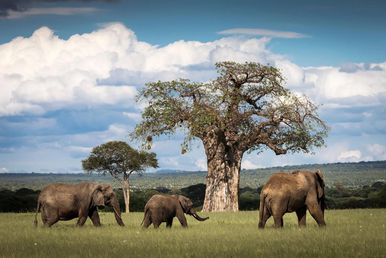 African elephants walking beneath giant baobab trees in Tarangire National Park, Tanzania.