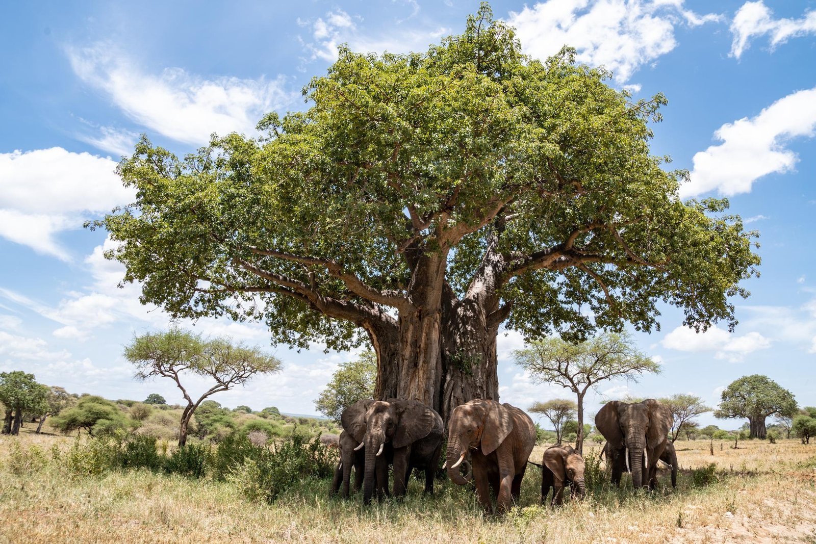 African elephants walking beside a giant baobab tree in Tarangire National Park, Tanzania.