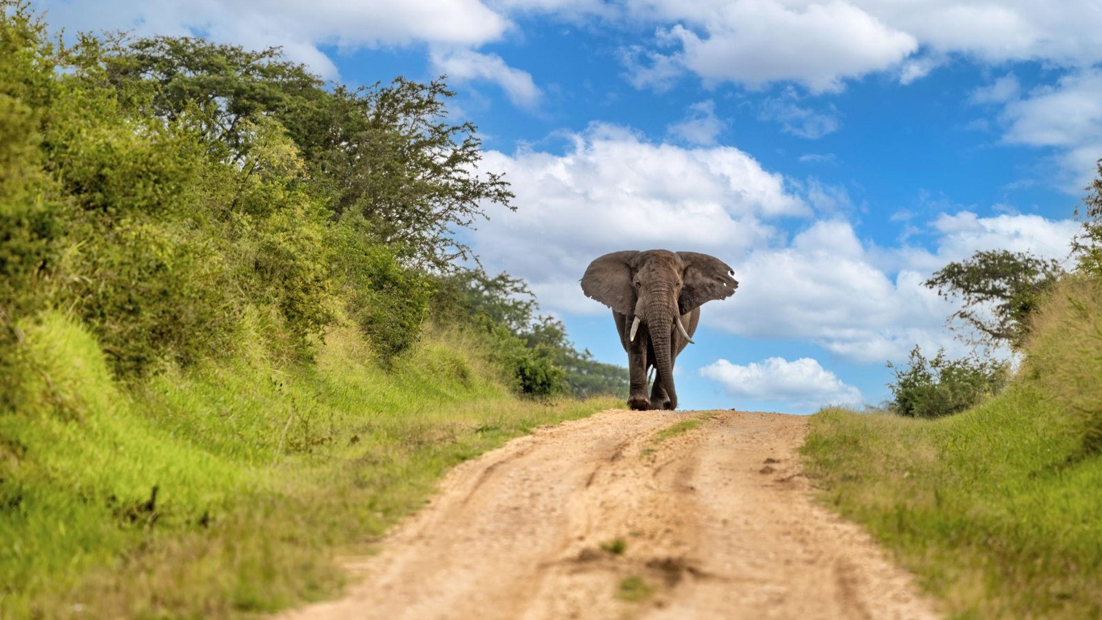 Elephant on a wildlife safari in Queen Elizabeth National Park Uganda