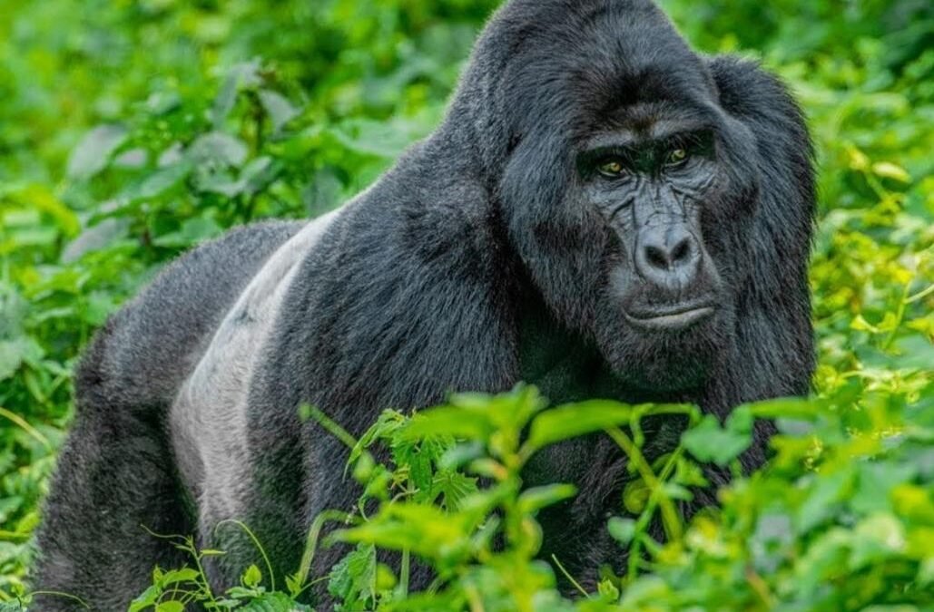 Uganda festive season destinations featuring mountain gorillas in Bwindi Impenetrable National Park