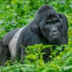Uganda festive season destinations featuring mountain gorillas in Bwindi Impenetrable National Park