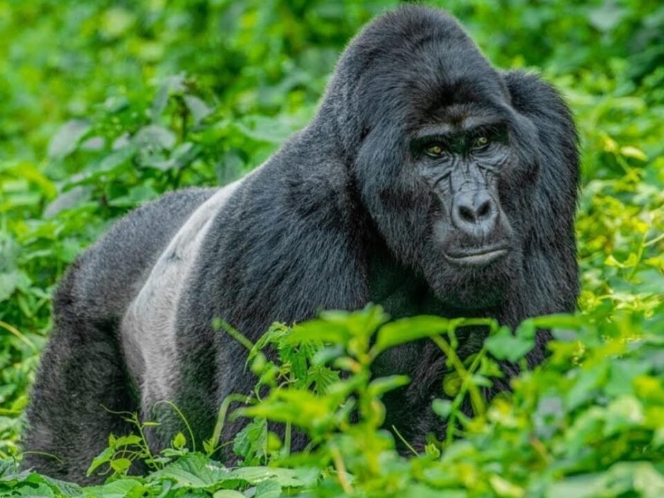 Uganda festive season destinations featuring mountain gorillas in Bwindi Impenetrable National Park