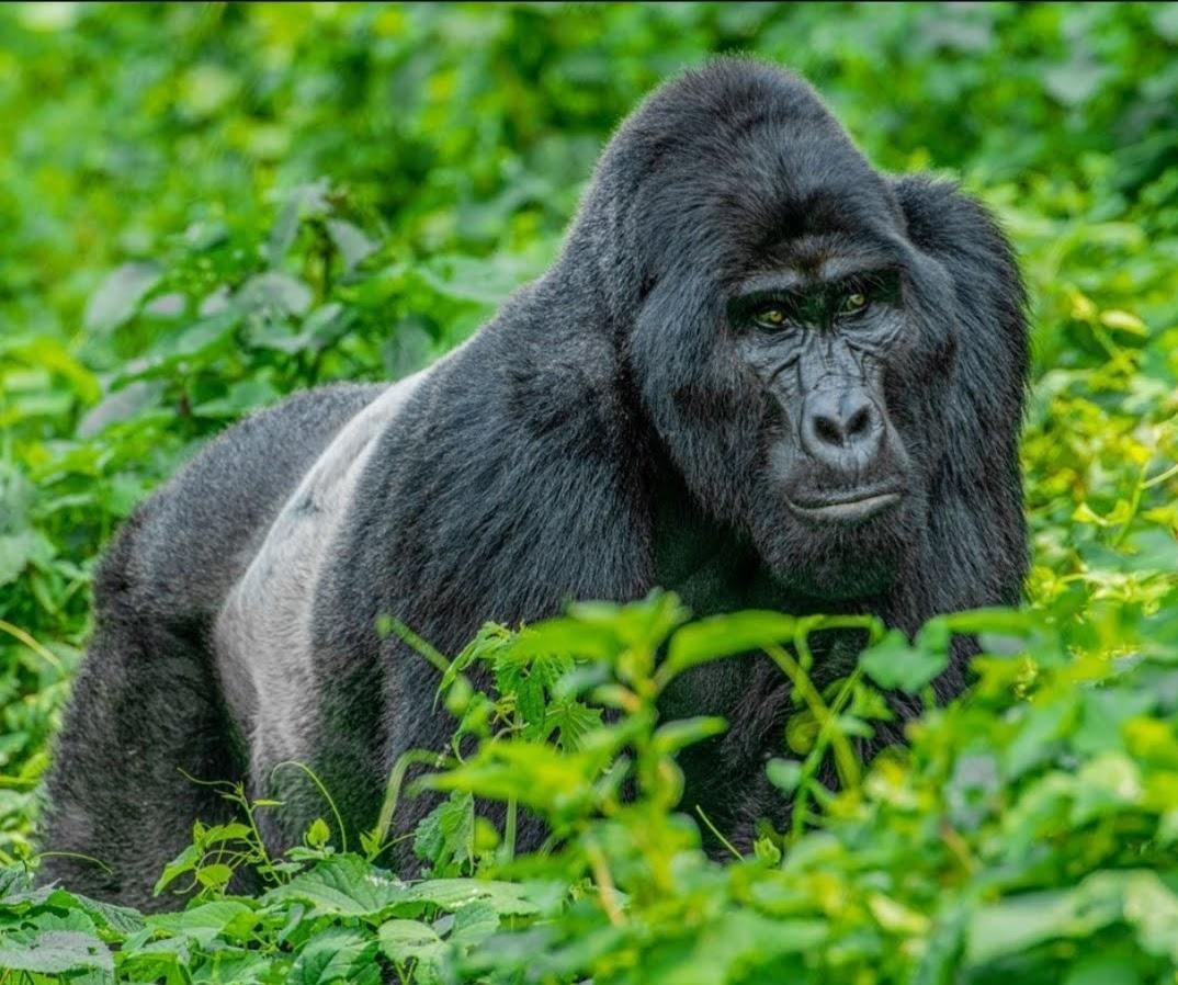 Mountain gorilla in Bwindi Impenetrable National Park during a Uganda safari after AFCON 2027