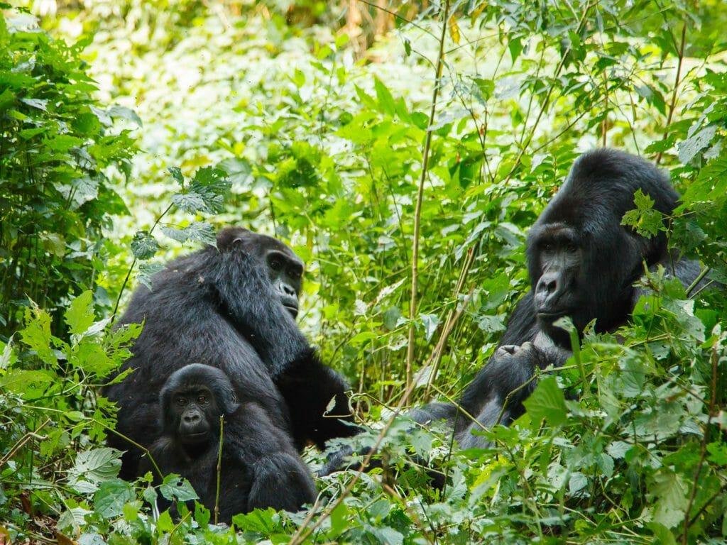 Mountain gorilla in Bwindi Impenetrable National Park during a Uganda gorilla trekking safari.