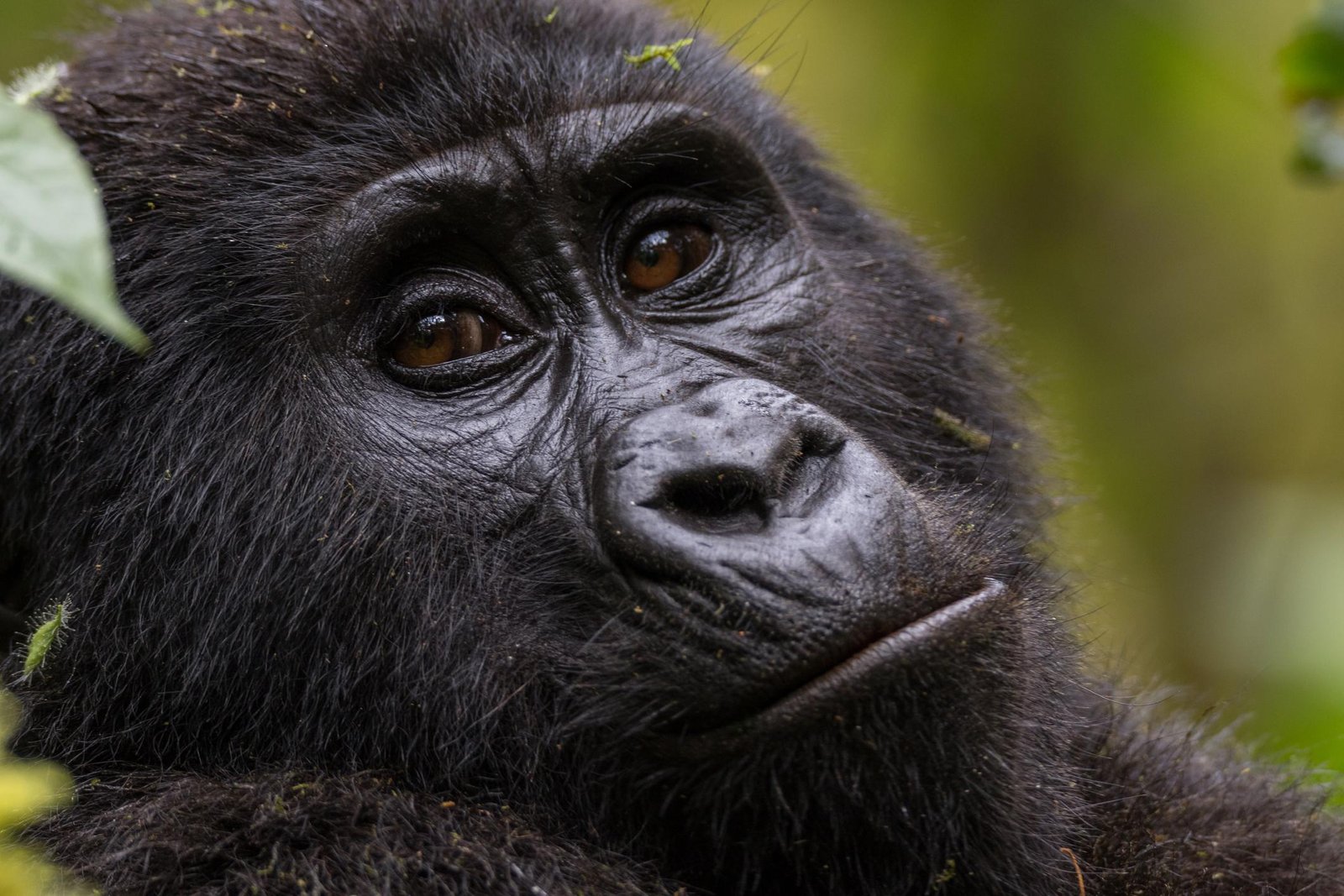 Mountain gorilla in Bwindi Impenetrable National Park, Uganda, illustrating gorilla trekking permit costs.