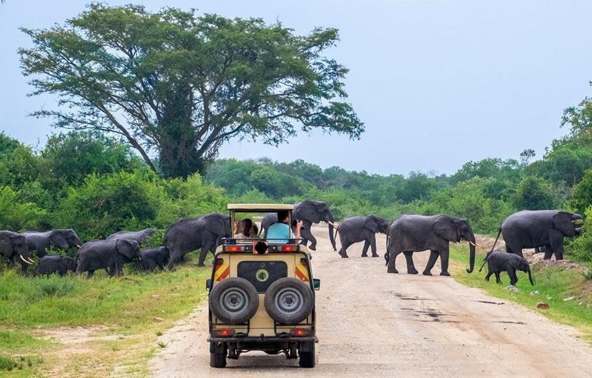 Uganda Safari Without Long Drives with a private safari vehicle viewing wildlife in Queen Elizabeth National Park.
