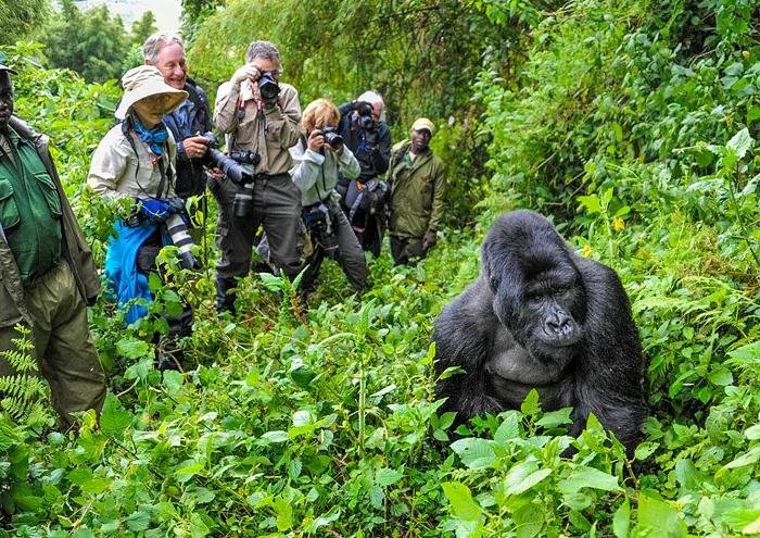 Travellers trekking through Volcanoes National Park in Rwanda with a local guide