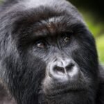 Mountain gorilla resting in the forest of Volcanoes National Park Rwanda.