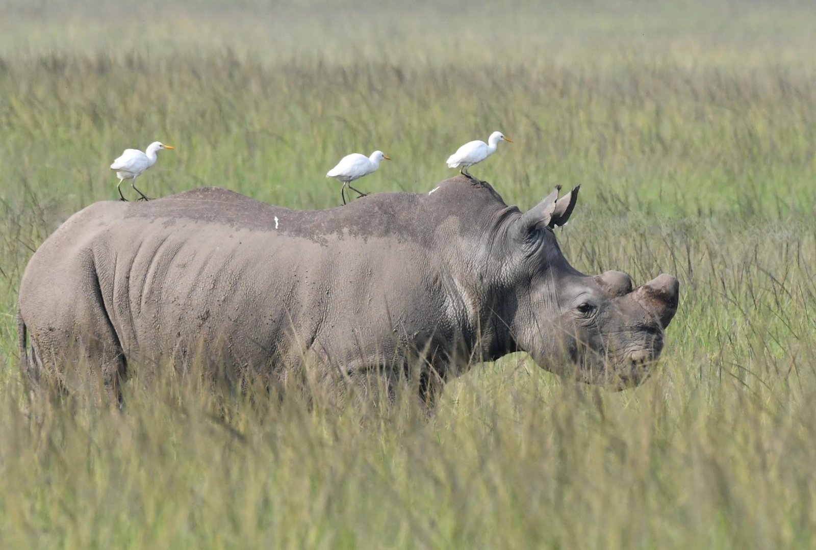 Southern white rhinoceros grazing in Akagera National Park, Rwanda, with birds on its back.