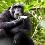 Wild chimpanzee sitting in a tree inside Nyungwe Forest National Park, Rwanda.