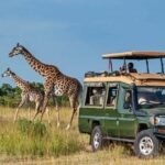 Tourists enjoying an African wildlife safari while observing giraffes from a safari vehicle.