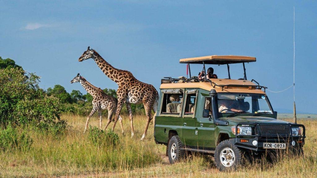 Tourists enjoying an African wildlife safari while observing giraffes from a safari vehicle.