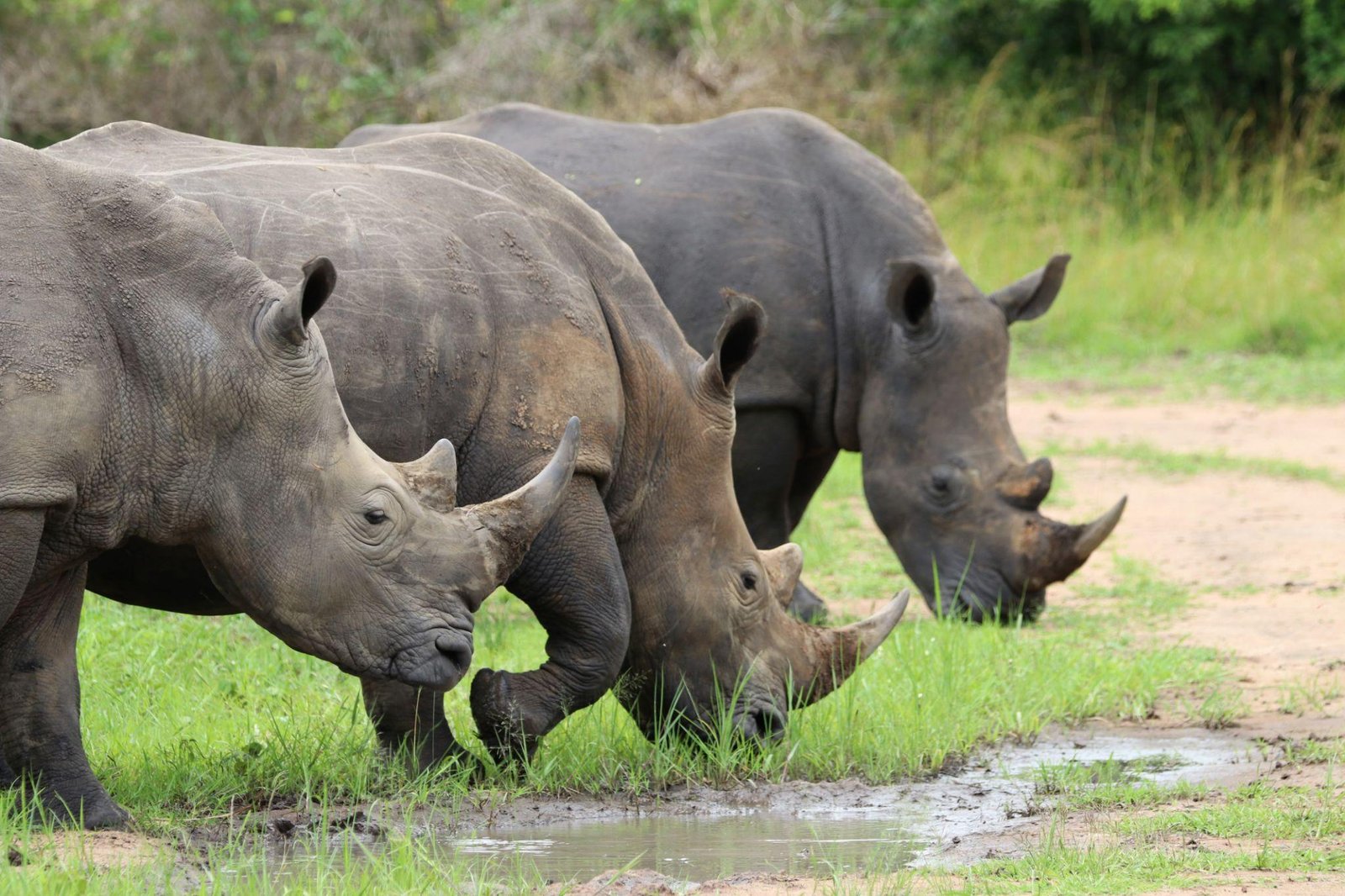 Southern white rhinoceroses grazing at Ziwa Rhino Sanctuary in Uganda.